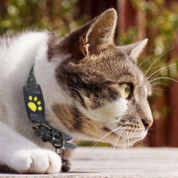 GPS Cat Tracker Collar For Real-Time Location Monitoring Of Your Pet - Image 4