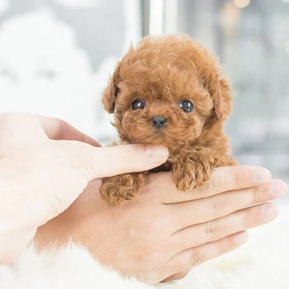 Interactive Robotic Puppy With Realistic Movements And Touch Response - Image 4