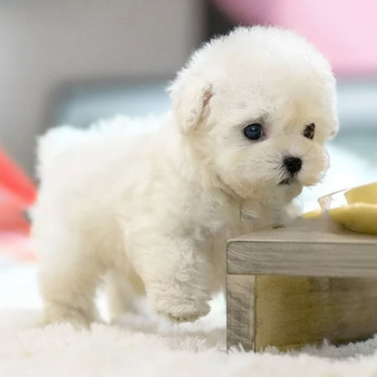 Interactive Robotic Puppy With Realistic Movements And Touch Response - Image 2