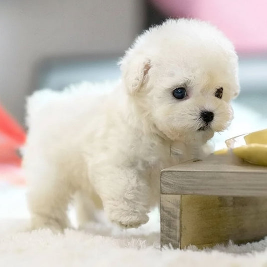 Interactive Robotic Puppy With Realistic Movements And Touch Response - Image 2