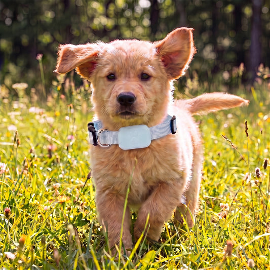 Pet GPS Tracker With Real-Time Tracking And Motion Alerts - Image 5