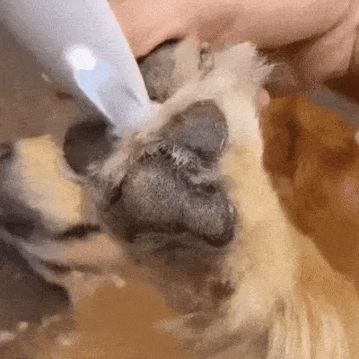 Silent Pet Trimmer Quiet Hair Clipper For Dogs And Cats Sensitive Areas - Image 9